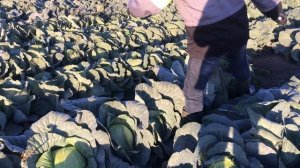 Лучшее от Seminis: капуста Мензания для переработки с великолепным вкусом