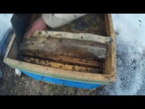 Первые работы на пасеке Весенняя ревизия пчел