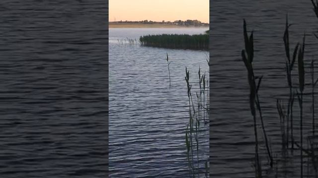 Судак на Новомичуринском водохранилище