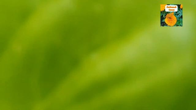 ПЕРЦЫ ВОССТАНОВИЛИСЬ ПОСЛЕ ЗАМОРОЗКА! БУДЕТ ЛИ УРОЖАЙ? смотреть онлайн