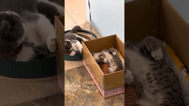 ДомашниеПитомцы