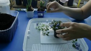 Компанулла ! Размножение и выращивание !