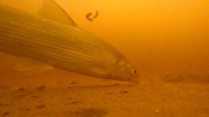 ✅ РЫБАЛКА НА КОРЮХА I НА МАШИНАХ ПО МОРЮ I остров Лебедин #рыболов_севера #белоеморе  #корюх