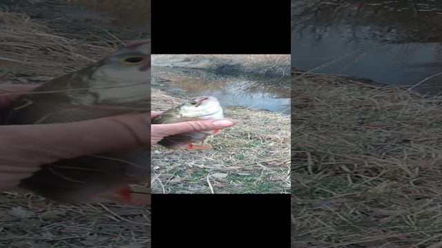 Хороший полосатик