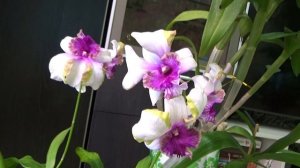 Первое цветение Den. New Nopporn Starbright и новоселье ) обживаемся на стеллаже.