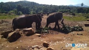 Слоновий питомник Пиннавела Шри Ланка. Elephant Orphanage Pinnawala Sri Lanka.