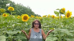 #фотосессияВподсолнухах Сезон цветения подсолнухов В Крыму