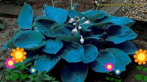 Хоста гибридная Брессингхам Блуе. Краткий обзор, описание hosta hybridum Bressingham Blue
