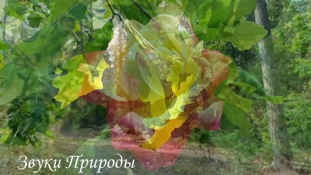 ?Заключительный ролик на этом канале? #музыкадлясна