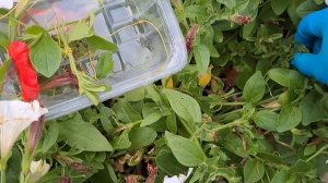 SOS!!! ПЕТУНИЮ АТАКУЕТ ЯДОВИТАЯ ПОВИЛИКА. И СНОВА ЭТОТ ПАРАЗИТ.