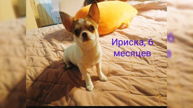 Нам прислали приветик от нашей #чихуахуа. Прелестная малышка растет, а самая главное любимая.