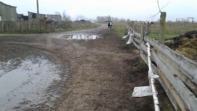 ВЫПУСТИЛИ БОЛЬШИХ БЫКОВ В ЗАГОН,ПРИБЕЖАЛИ КОРОВЫ!