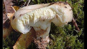 Lactarius citriolens