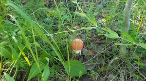 ГРИБОВ МОРЕ В РЕСПУБЛИКЕ МАРИЙ ЭЛ, КРАСНОГОЛОВИКИ ПАЧКАМИ .