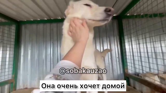 Афина ищет хозяев! Приют «Щербинка» SOBAKA-UZAO.RU смотреть онлайн