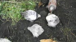 Куры брама помесь.