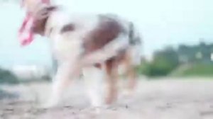 Австралийская овчарка/аусси. Остин 3 месяца. Март 2019