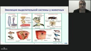 Биология. Удаление из организма конечных продуктов обмена веществ