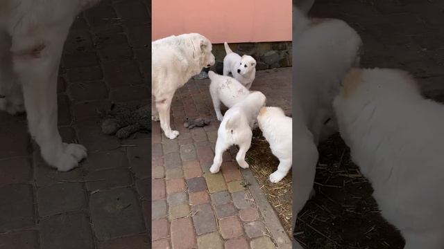 Щенячьи разборки ) щенки алабая возраст 2,5 месяца смотреть онлайн