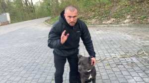 Кане - Корсо. Показ прикуса.