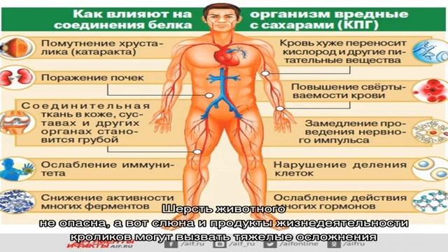 Может ли быть аллергия на кролика? смотреть онлайн