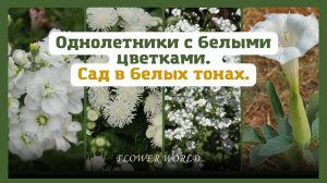 Однолетники с белыми цветками. Сад в белых тонах.🌼