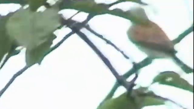 ЖУЛАН. Кормление вылетевших птенцов смотреть онлайн