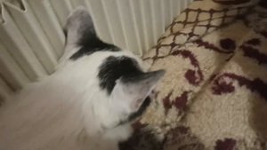 лечение почечной недостаточности у кота