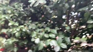 Камелия Японская в парке санатория Айвазовское.mp4