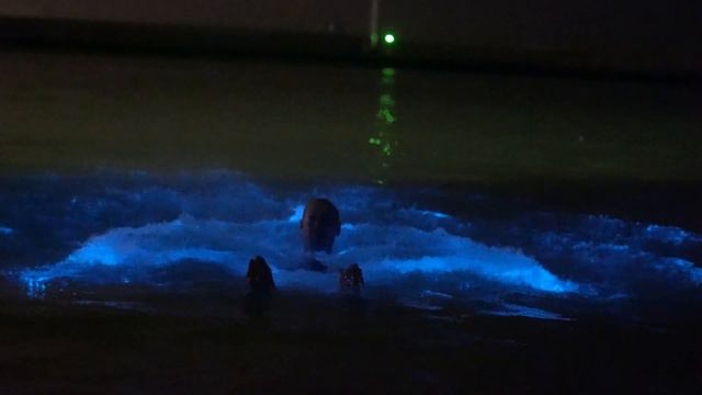 Noctiluca scintillans Zeevonk in The Netherlands