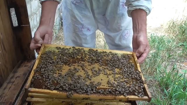 Пчелы разгрызли маточники. Вощина стала преградой для полноценной работы матки.