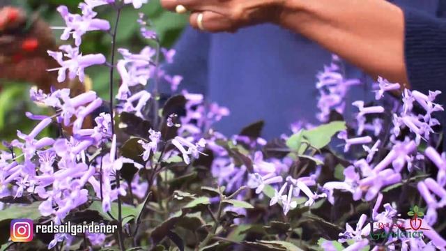 Plectranthus - Lavender Spur Flower. Tips on plant care and Propagation of this easy to grow plant. смотреть онлайн