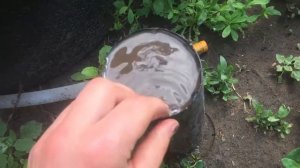 Орех Пекан. Выращивание из орешка поэтапно в 4 климатической зоне