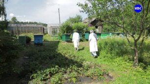 Добропчёл: как школьники округа  увлекаются  пчеловодством