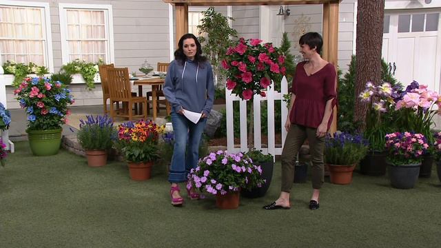 Cottage Farms Raspberry Smoothie Rose of Sharon Tree on QVC смотреть онлайн