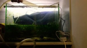 АКВАРИУМ 40 литров. ПОДМЕНА ВОДЫ #аквариум #гуппи