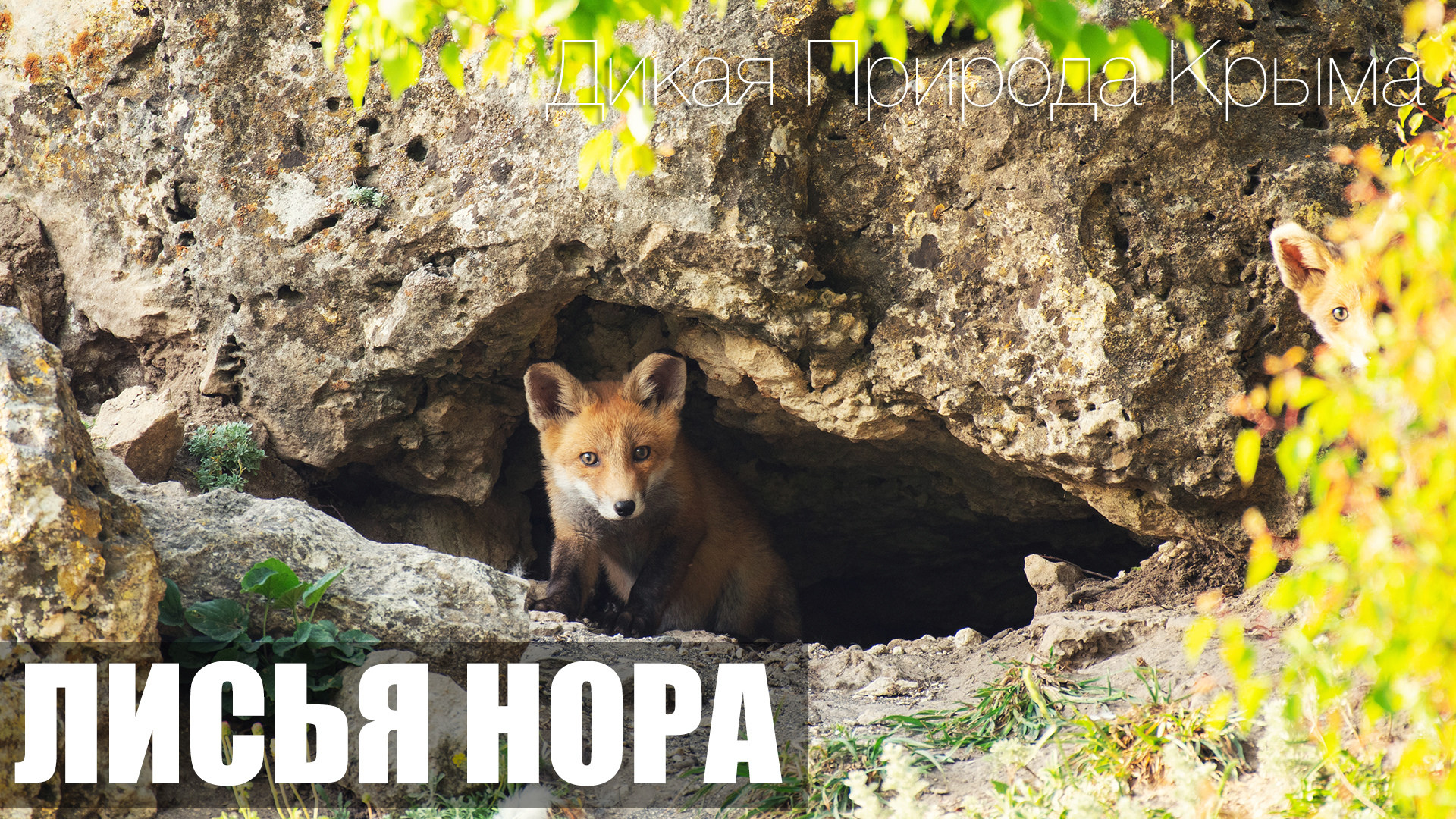 Картинки нора лисья нора