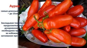 Лежкие и долгохранящиеся сорта томатов на 2020 год