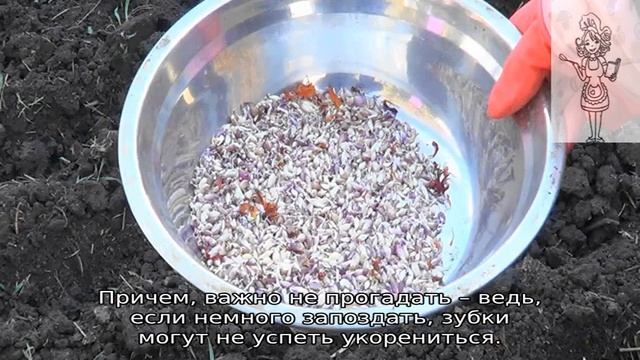 Выращивание озимого чеснока в открытом грунте