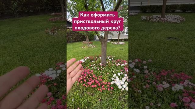 Приствольный круг яблони. Как оформить? Что посадить?