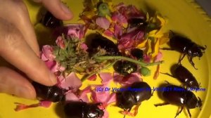 Зачем Жукам Носорогам Роги? Какие Бывают Роги и Носорогов? Жуки Носороги Будут Меряться Рогами?