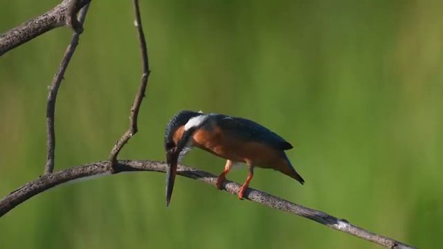 Нежная лечебная музыка здоровья и для успокоения нервной системы, глубокого релакса #40 смотреть онлайн