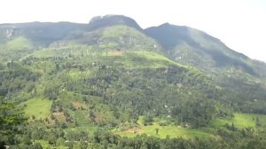 Végétation luxuriante à perte de vue au Sri Lanka