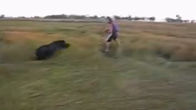 Smashed by Big Boar! смотреть онлайн