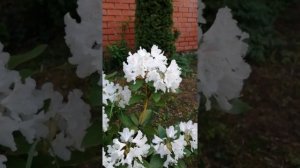 Рододендрон Каннингемс Уайт /Cunningham's White.