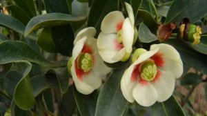 Цветок клузия — уход в домашних условиях