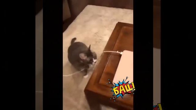 Что делают КОТЫ, КОГДА НИКТО НЕ ВИДИТ смотреть онлайн