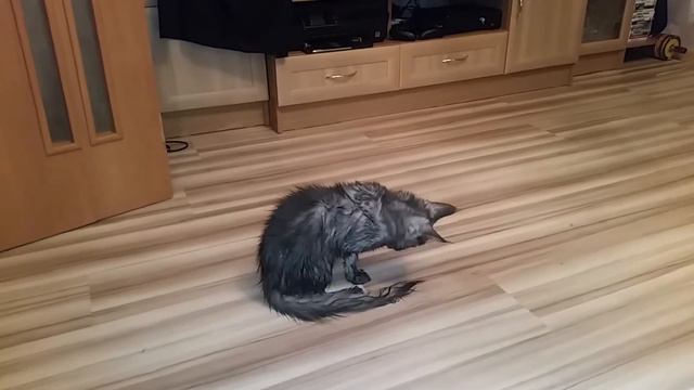 Котенок после ванны смотреть онлайн