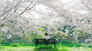 Как найти себя или что такое ИКИГАЙ? Японская притча