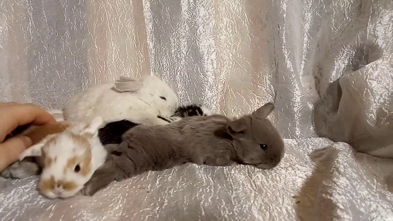 Карликовые кролики купить Липецк Воронеж